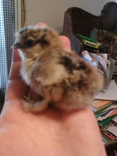 80875_partridge.jpg