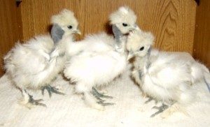 80875_showgirl_chicks.jpg