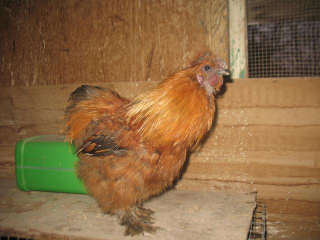 80875_sikie_rooster_p.jpg