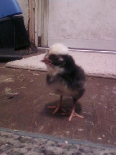80875_wccuckoo.jpg
