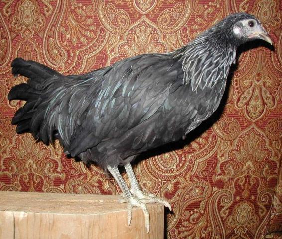 80924_birchen_pullet.jpg