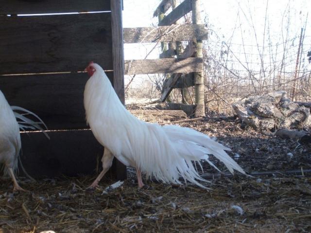 80924_copy_of_white_yokohama_cockerel.jpg