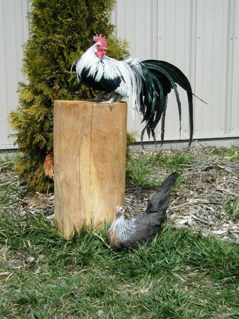 80924_silver_bantam_pair.jpg