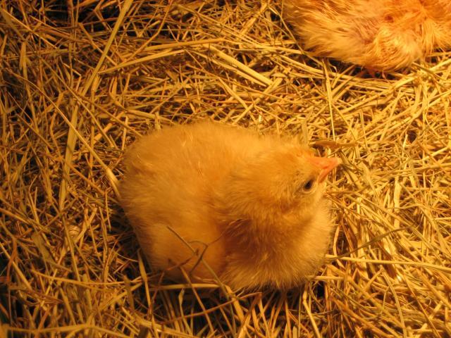 80948_chick_hatch_2_005.jpg