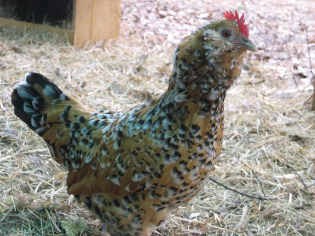 80948_chicken_time_001.jpg