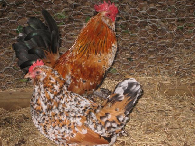 80948_chickens_099.jpg