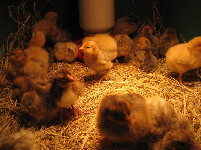 80948_poultry_hatch_022.jpg