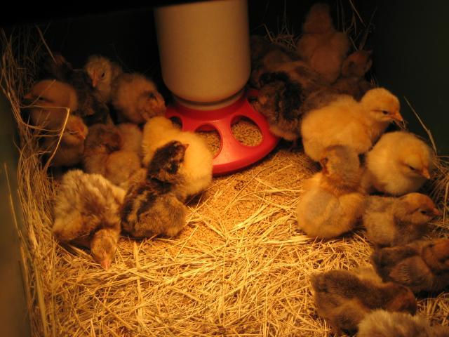 80948_poultry_hatch_030.jpg