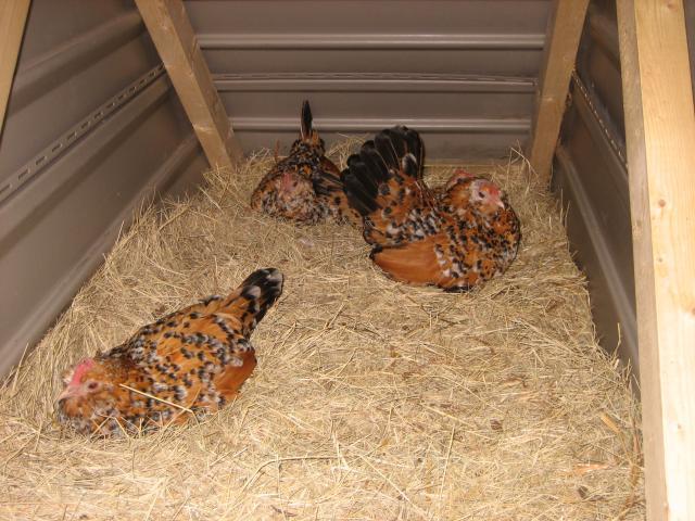 80948_setting_hens_032.jpg