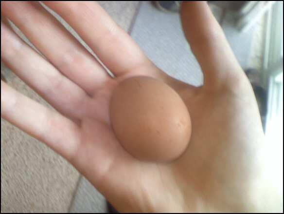80950_egg.jpg