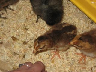 80987_img_6789.jpg