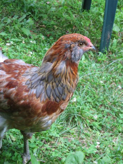 80987_img_8523.jpg