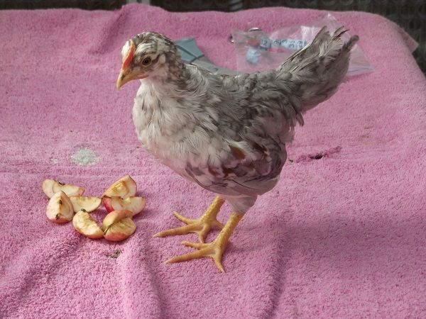 81049_2lightgraycockerel2_6_plus_weeks.jpg