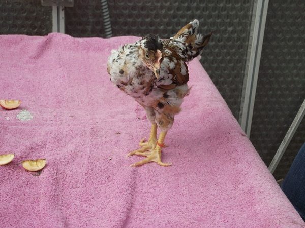 81049_2speckledcrestedcockerelct1_6_plus_weeks.jpg