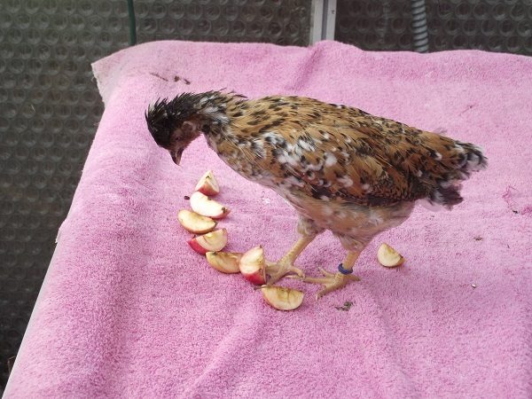 81049_2speckledcrestedpullet3_6_plus_weeks.jpg
