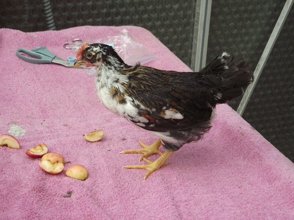 81049_3blackcockerel3_6_plus_weeks.jpg