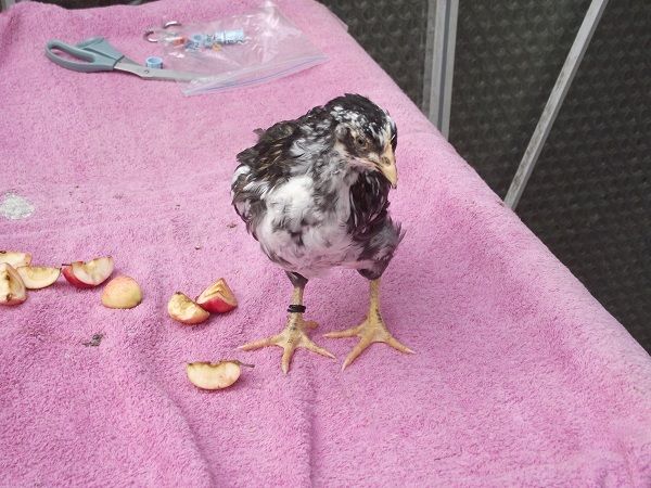 81049_3blackpullet3_6_plus_weeks.jpg