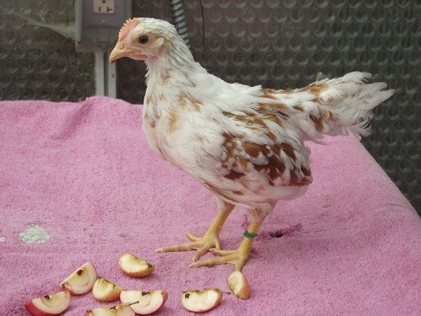 81049_3whiteredcockerelnocrest2_6_plus_weeks.jpg