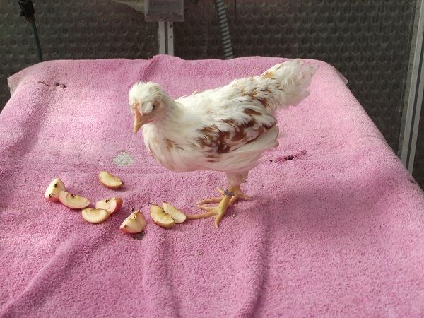 81049_3whiteredcrested1_6_plus_weeks.jpg