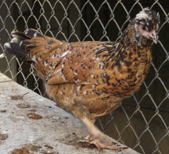 81049_5crested_speckled_pullet_16_weeks_2_600.jpg