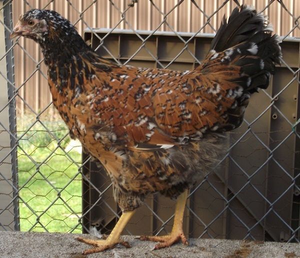 81049_5speckled_pullet_no_crest_16_weeks_600.jpg