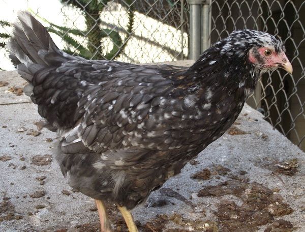 81049_6black_pullet_16_weeks-poppy_600.jpg