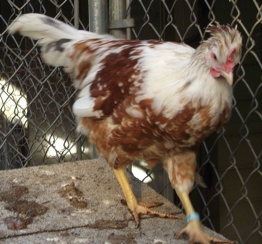 81049_6white_and_red_crested_cockerel_16_weeks_600.jpg