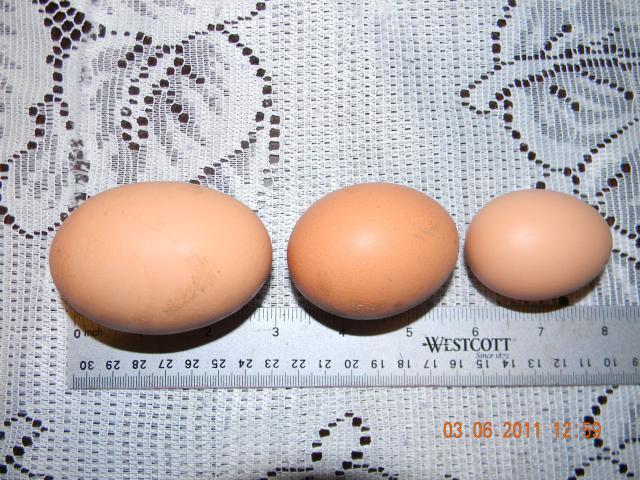 81069_eggs_001.jpg