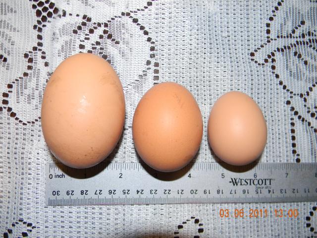 81069_eggs_002.jpg