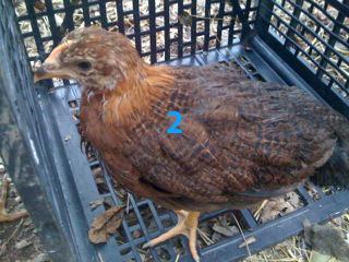 81109_pullet.jpg