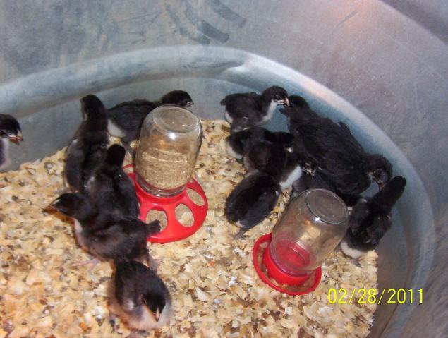 81119_chick_005.jpg