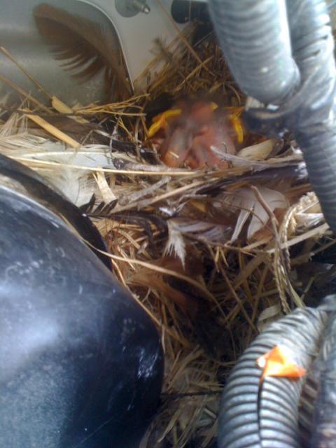 81125_birds_nest_in_car.jpg