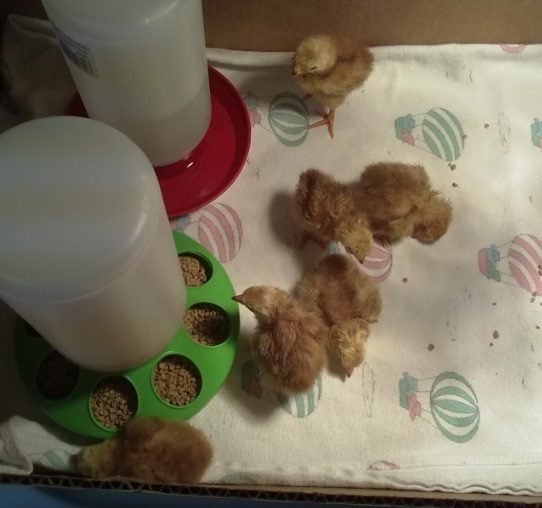 81186_buckeye_chicks.jpg