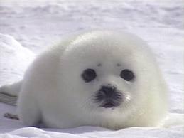 81230_baby_seal_3.jpg