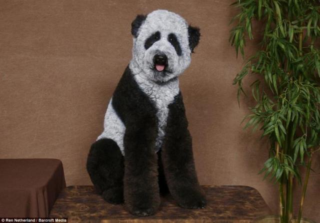 81230_dog2.jpg