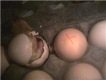 81272_first_chick.jpg