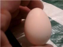 81272_first_real_egg.jpg