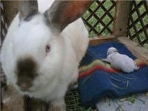 81272_mama_and_babay_bunny.jpg