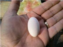 81272_pink_egg.jpg