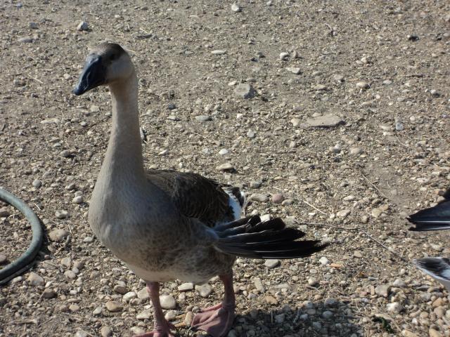 81279_dsc06402.jpg