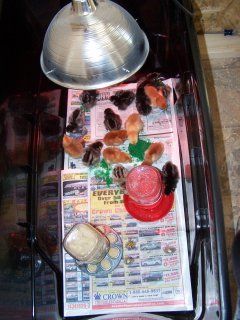 8129_picture_016.jpg