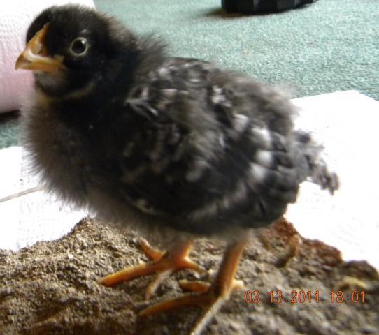81309_lillian_2weeks.jpg