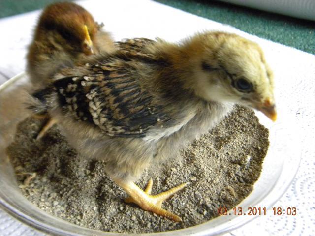81309_princess_snuffy_2_weeks.jpg
