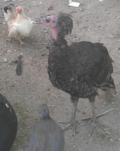 81378_crested_turkey.jpg