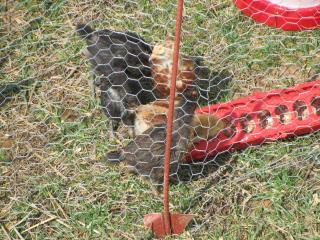 81387_chicks2.jpg