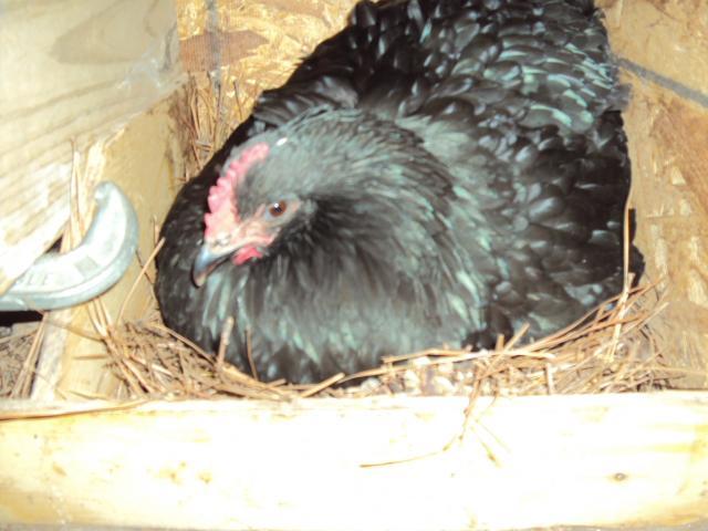 81392_chicken_pics_001.jpg