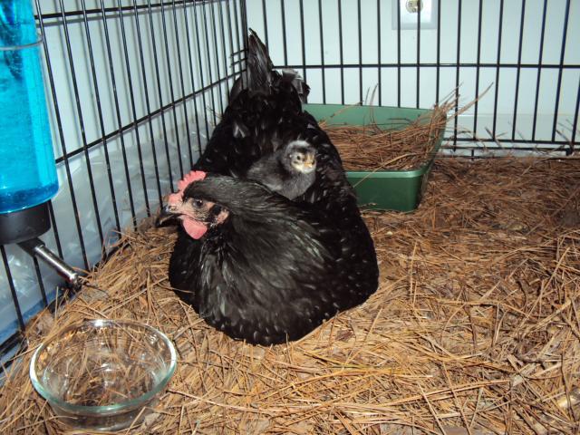 81392_chicken_pics_024.jpg