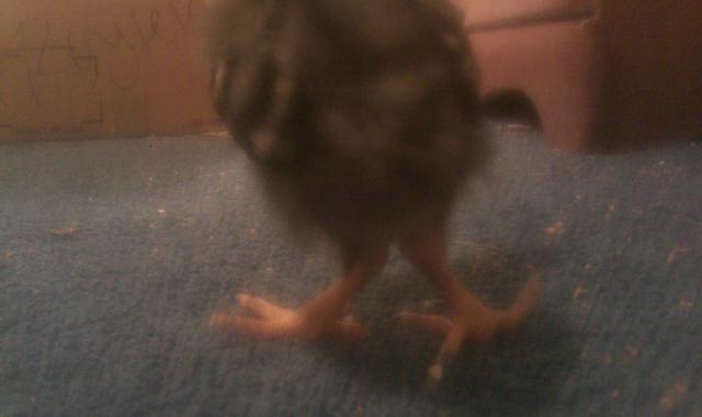 81392_crooked_leg2.jpg