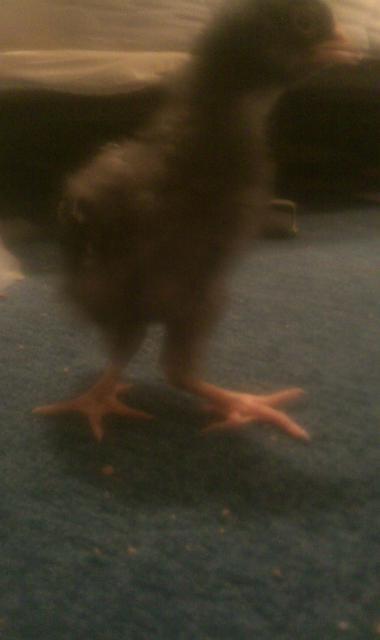 81392_crooked_leg_1.jpg