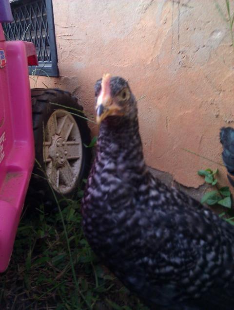 81392_imag0316.jpg